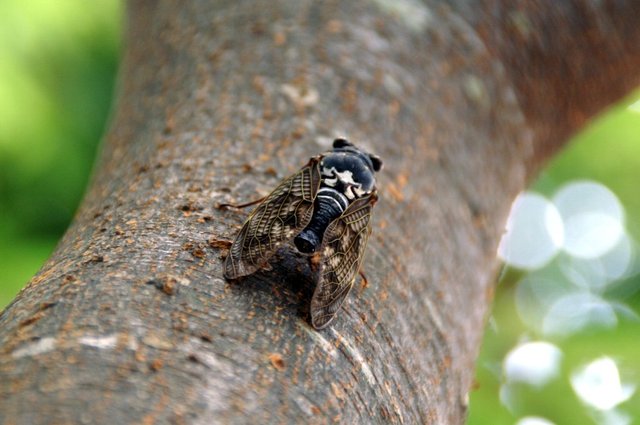 20070819_garden_0041